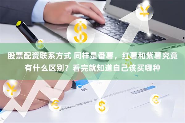 股票配资联系方式 同样是番薯，红薯和紫薯究竟有什么区别？看完就知道自己该买哪种